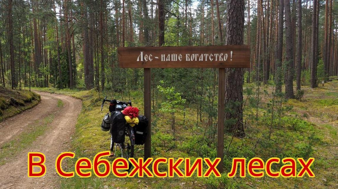 В Себежских лесах